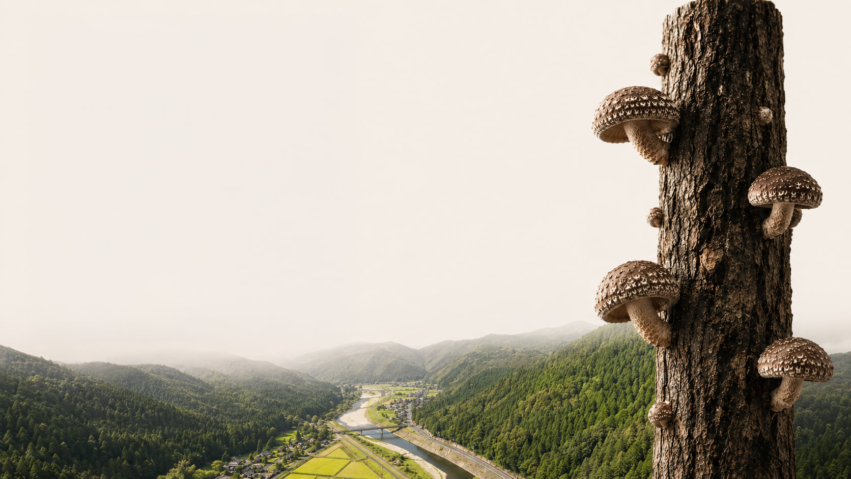 The Keihoku valley, with an oak log carrying shiitake in the foreground