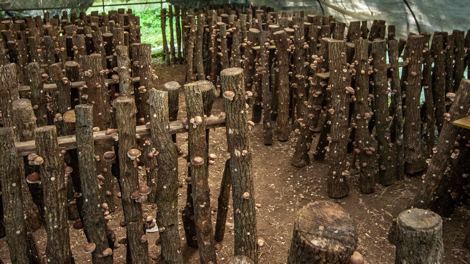 Hundreds of inoculated oak logs standing in rows in the Keihoku growing yard, shiitake on every one