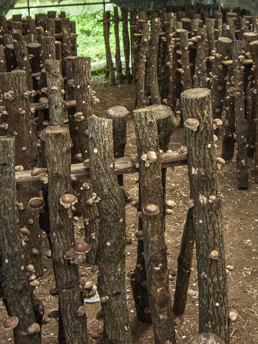 Rows of inoculated oak logs standing in the Keihoku hodaba, shiitake flushing along the bark