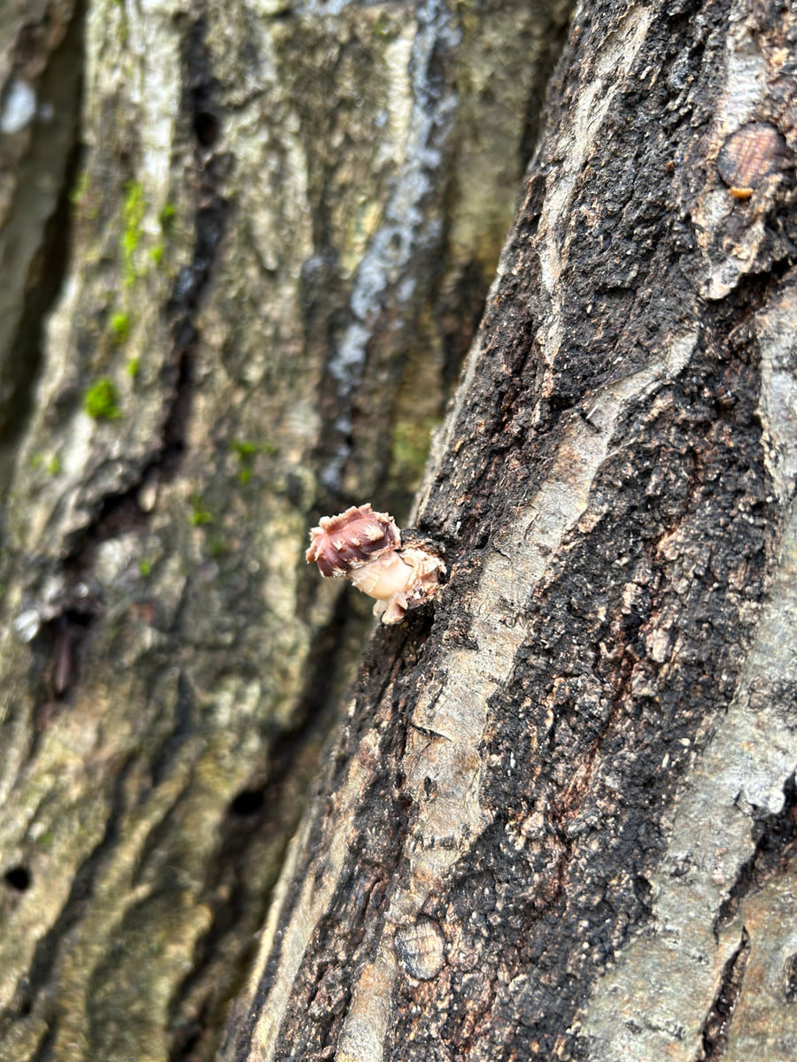 The first young shiitake pushing out of the bark of an oak log