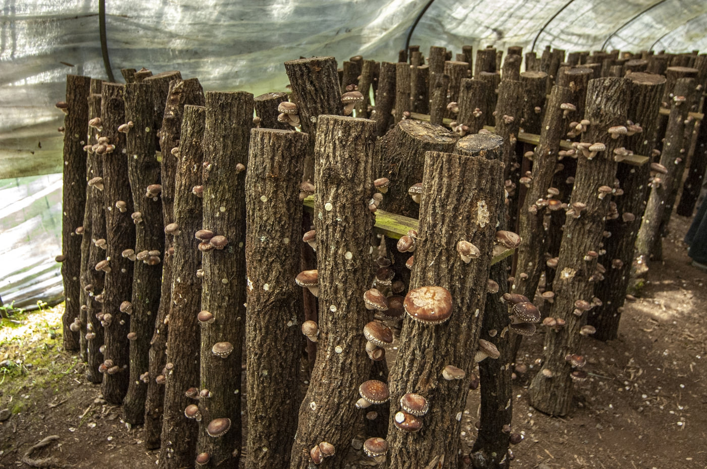 Shiitake fruiting along felled oak logs standing under a shade house