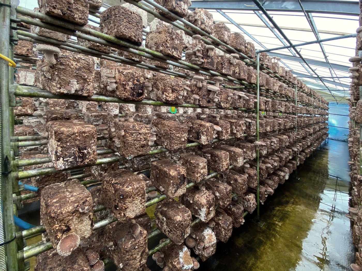 Shiitake cropped indoors on shelves of pressed sawdust blocks
