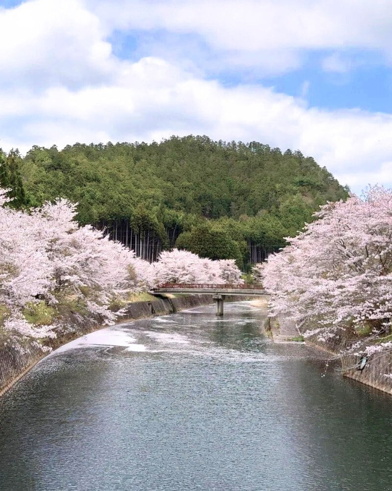 Cherry blossoms lining the river in spring