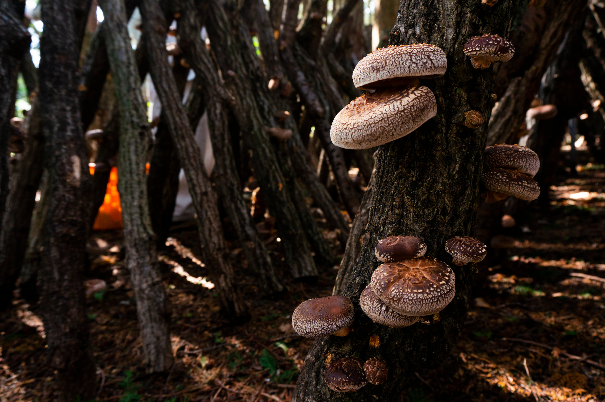 Shiitake fruiting along oak logs standing in the Keihoku forest