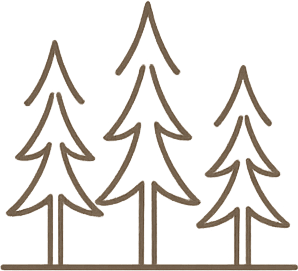 Cedar forest